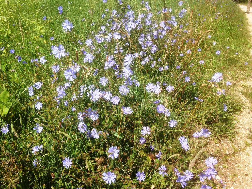 mit Wegwarte am Wegrand
