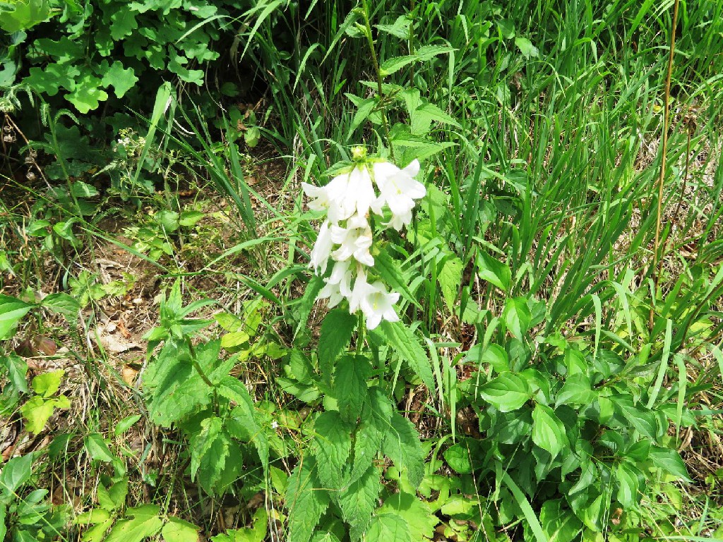 weiße Glockenblumen