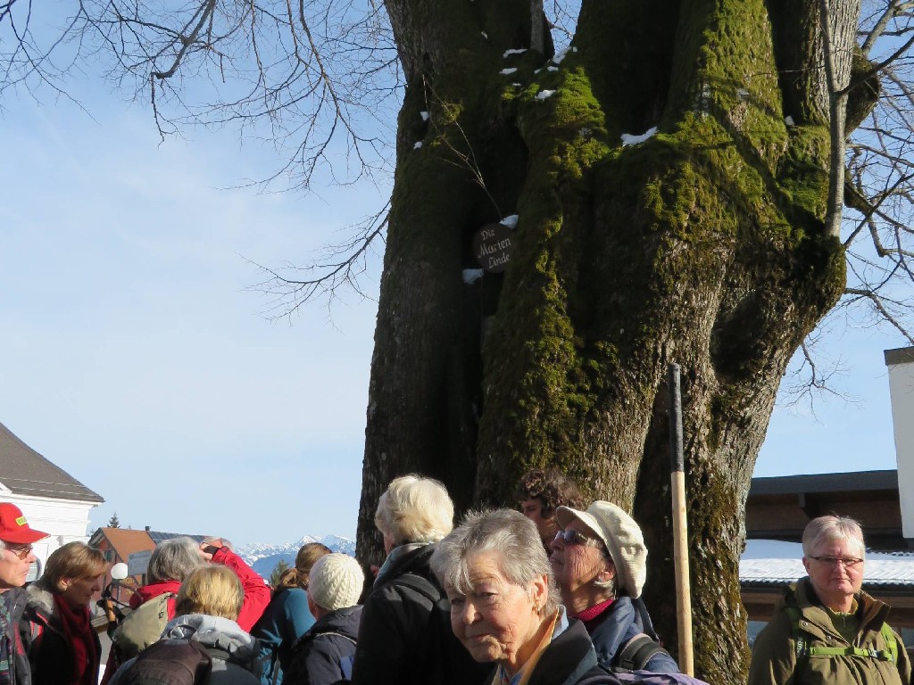 Marien-Linde 700 - 800 Jahre alt