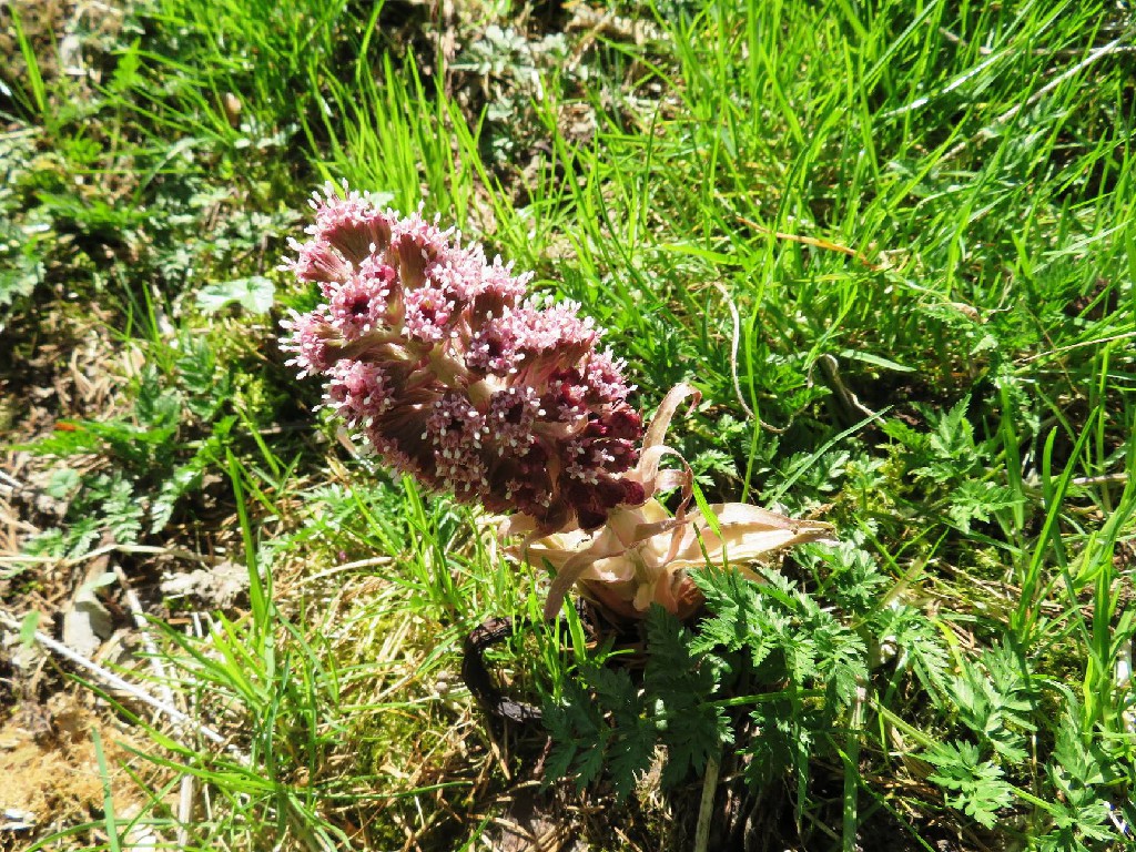 Pestwurz am Wegrand