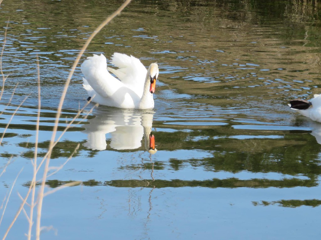 Schwäne auf der Ablach