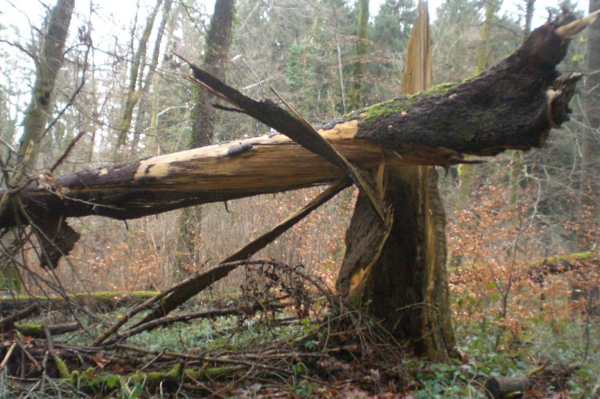 Naturkunst im Wald