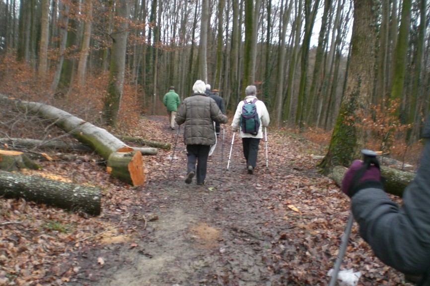 durch den Wald