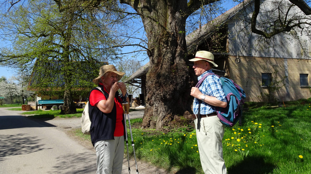 junges Paar vor uraltem Baum