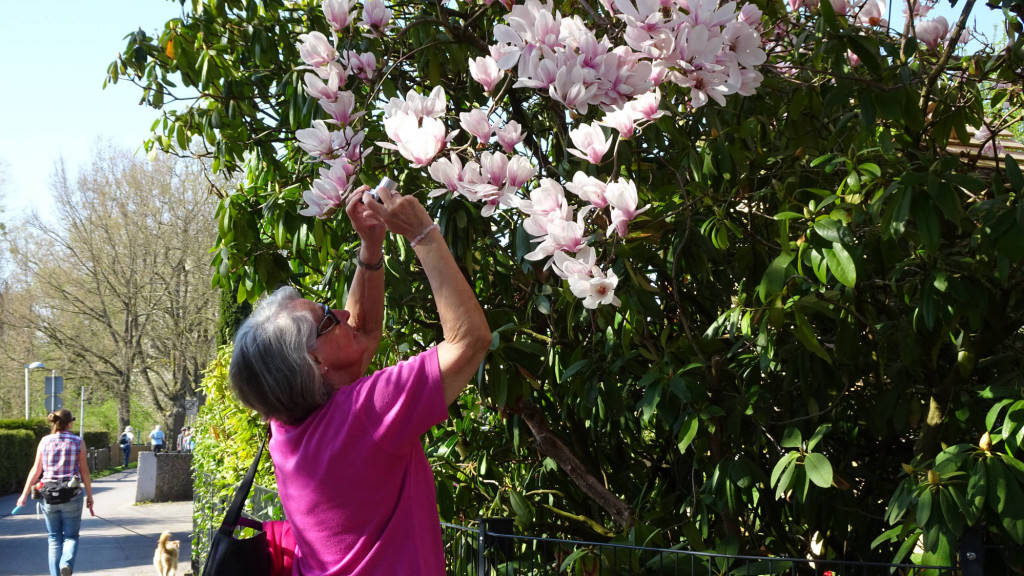 herrliche Magnolien