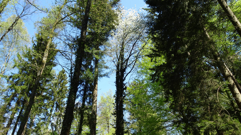 Kirschblüte hoch oben