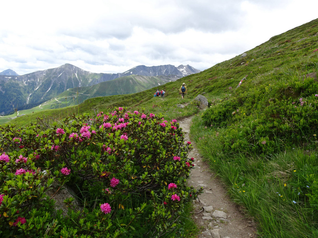 vorbei an Alpenrosen