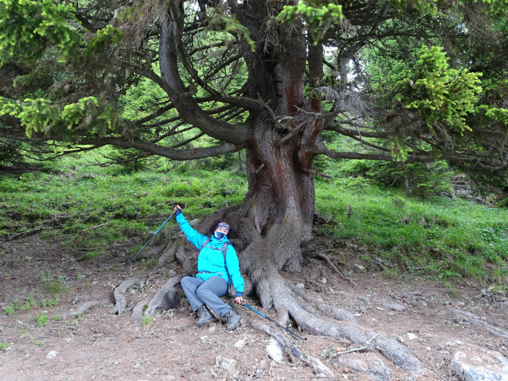 Anne unterm verwunschenen Baum