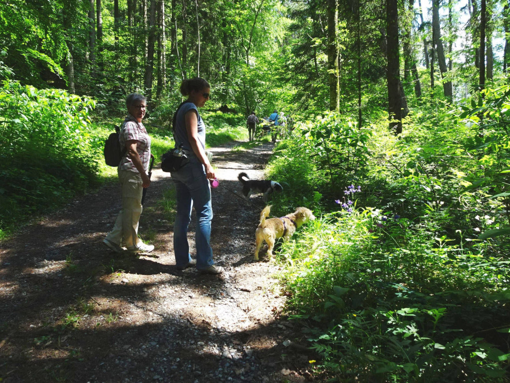 durch ein Waldstück