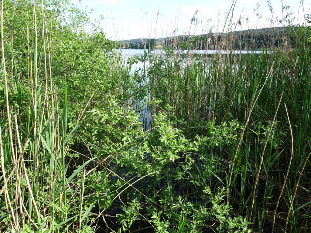 der Andelsbach fließt Richtung Donau