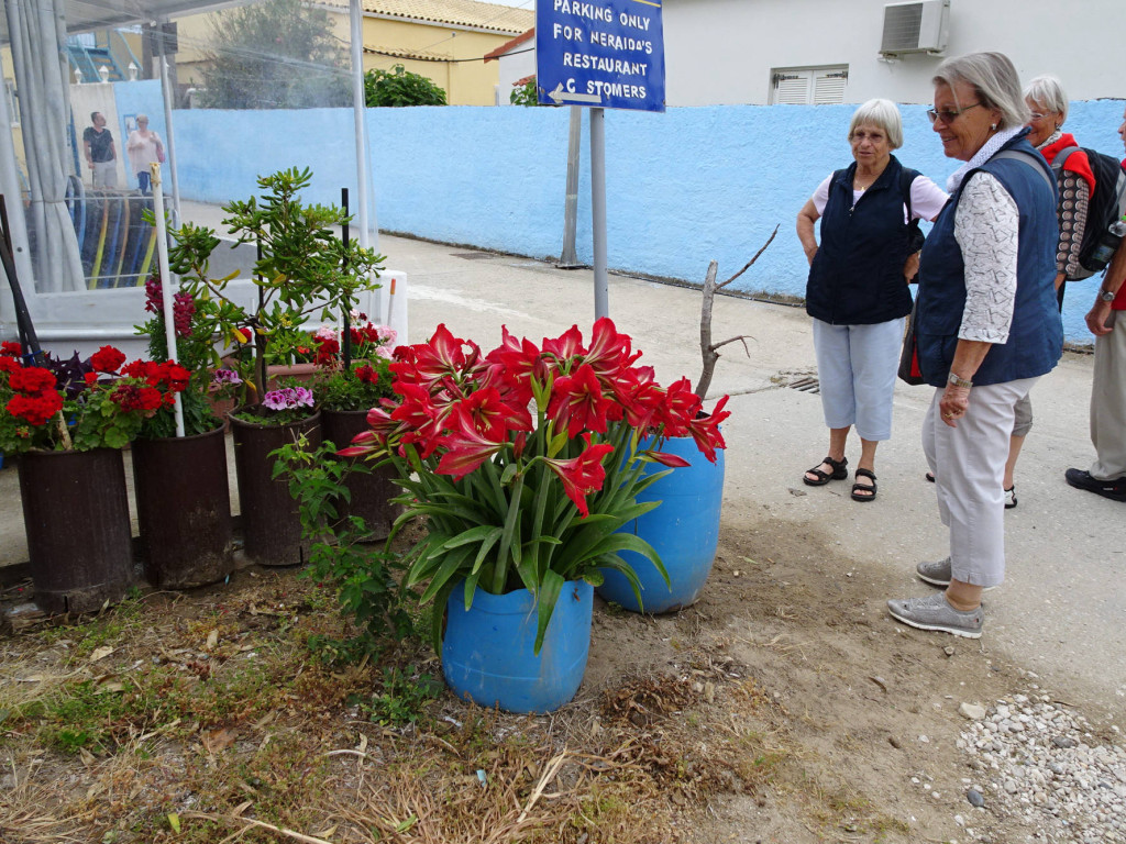 prächtige Amaryllis