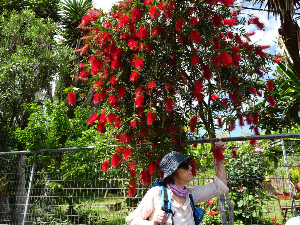 prächtiger Zylinderputzer
