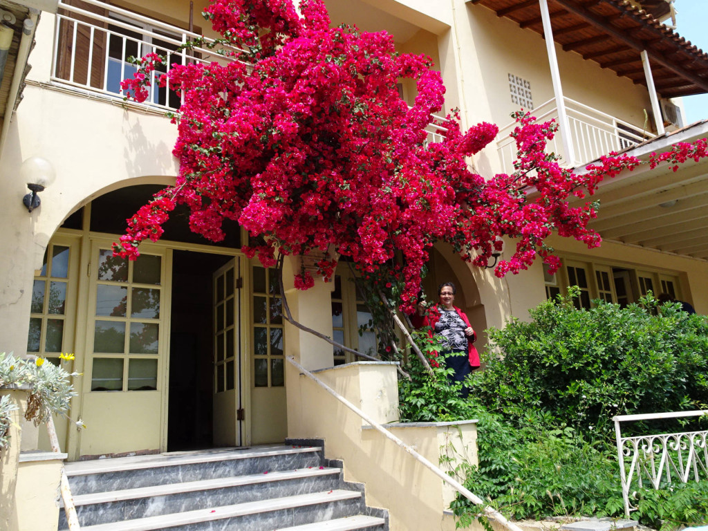 prachtvolle Bougainville