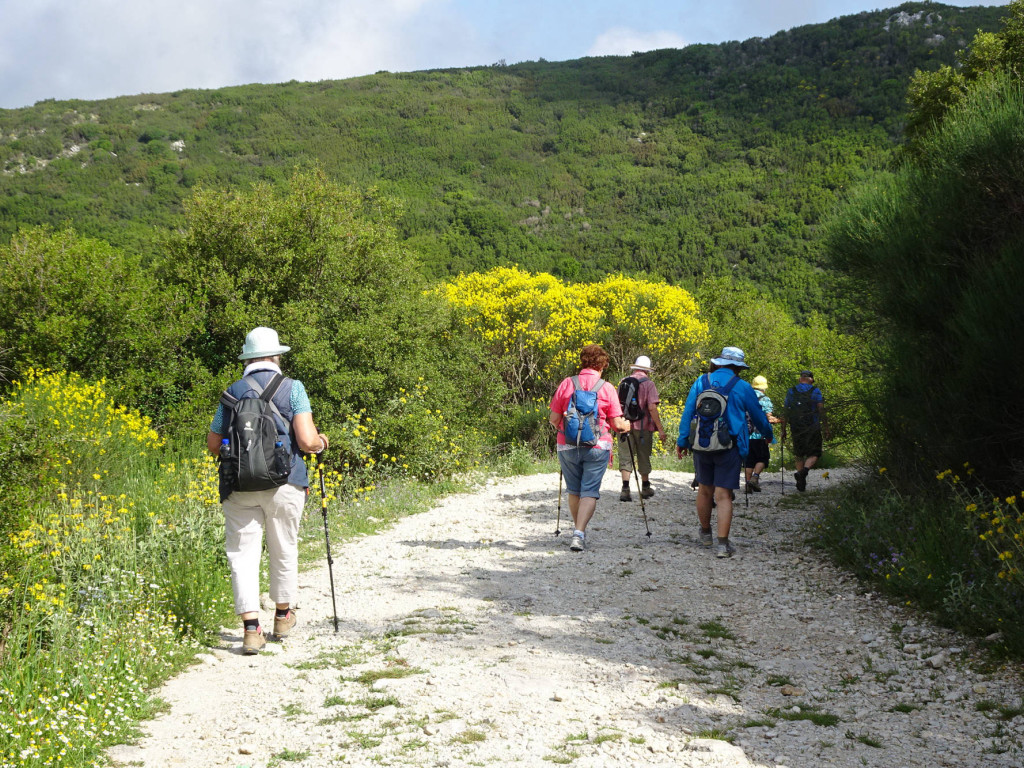 vorbei an Ginsterbüschen