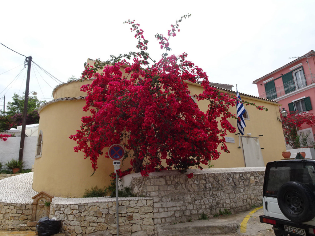 leuchtende Bougainville
