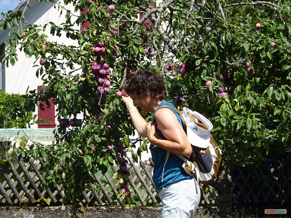 Pflaumen oder Ringlotten