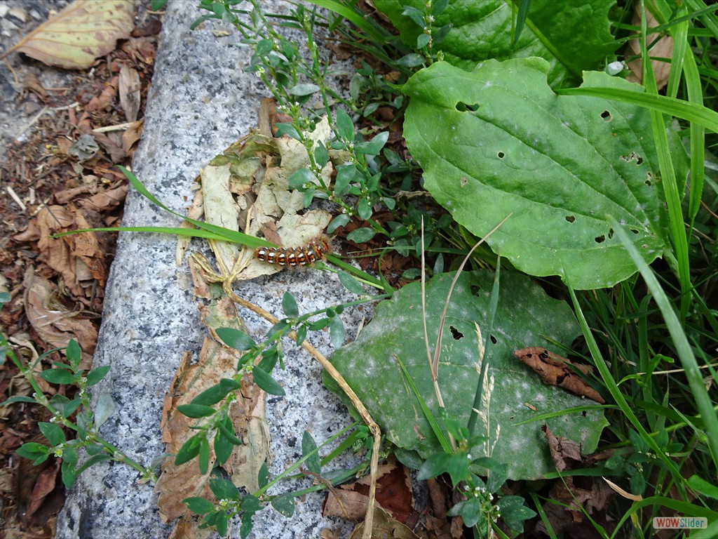 Ampfer-Rindeneule Raupe