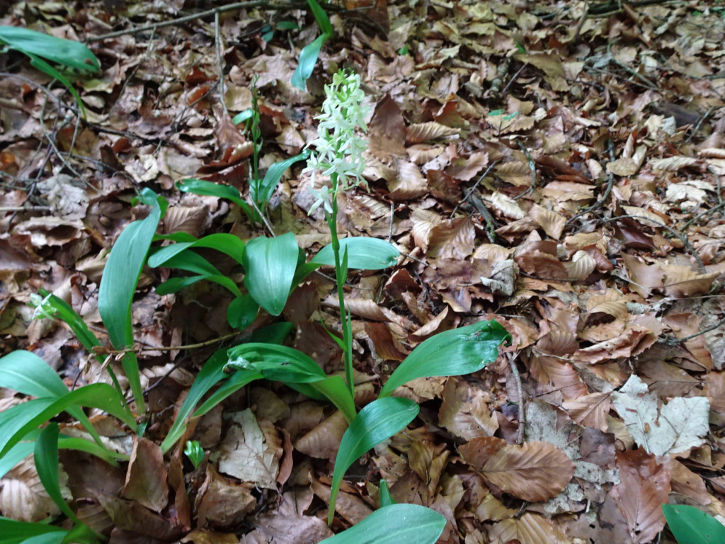 Waldhyazinthe