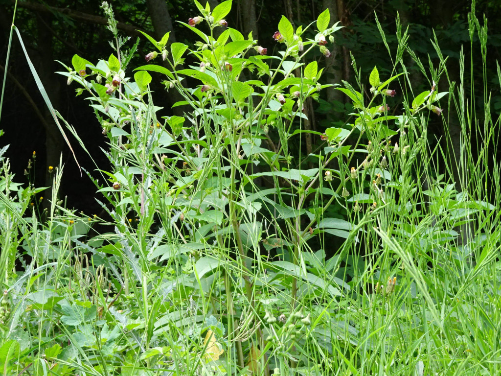 mittig Belladonna-Blüte