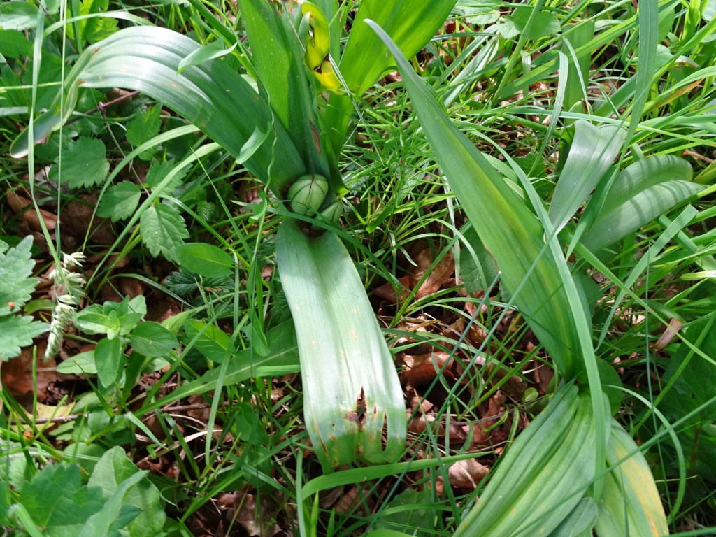 Frucht der Herbstzeitlose