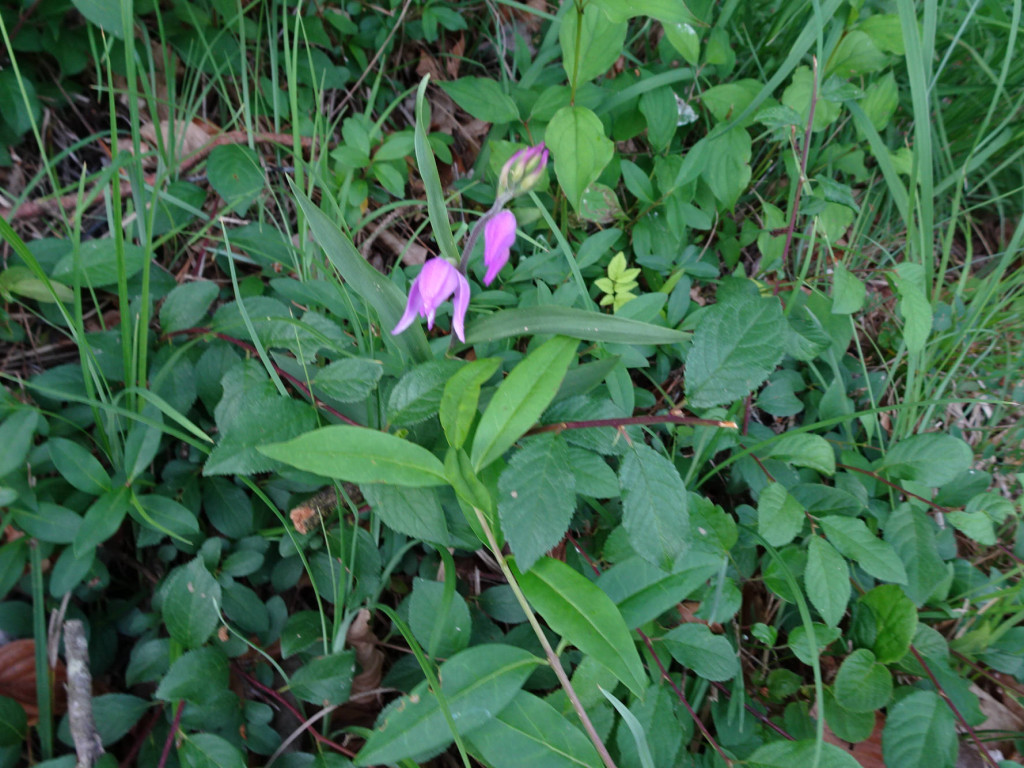 Waldvögelein