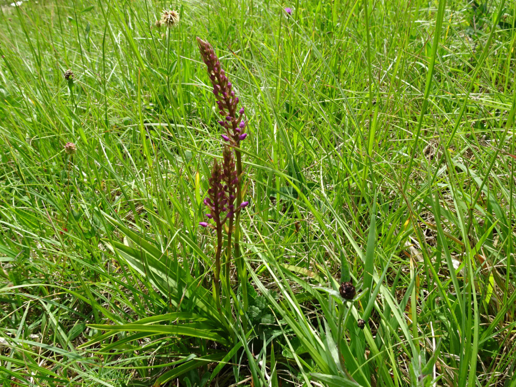 Mückenhändelwurz