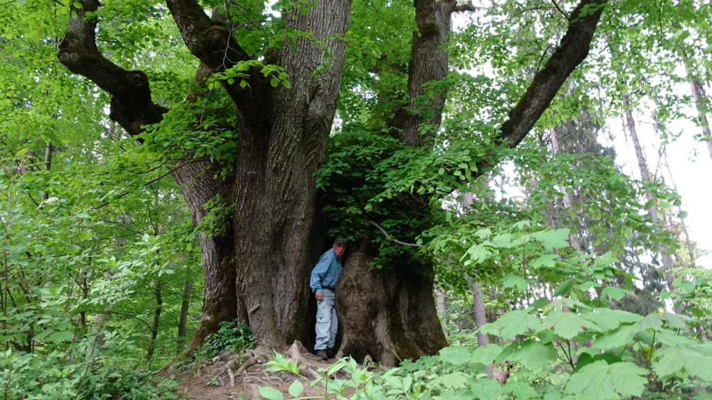 Willy durchquert den Baum