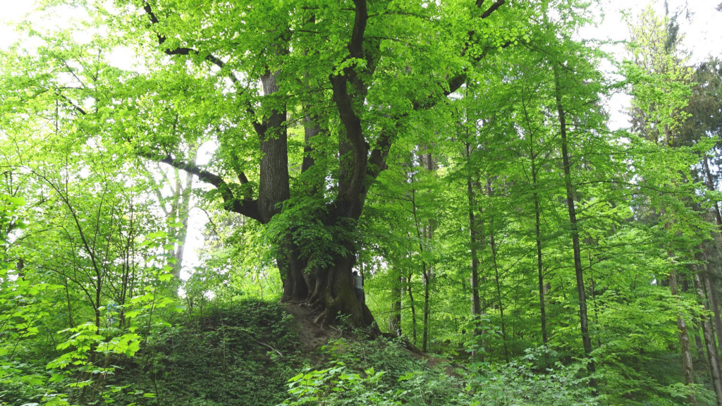 Sommerlinde ca.400 Jahre knapp 9 m  Umfang