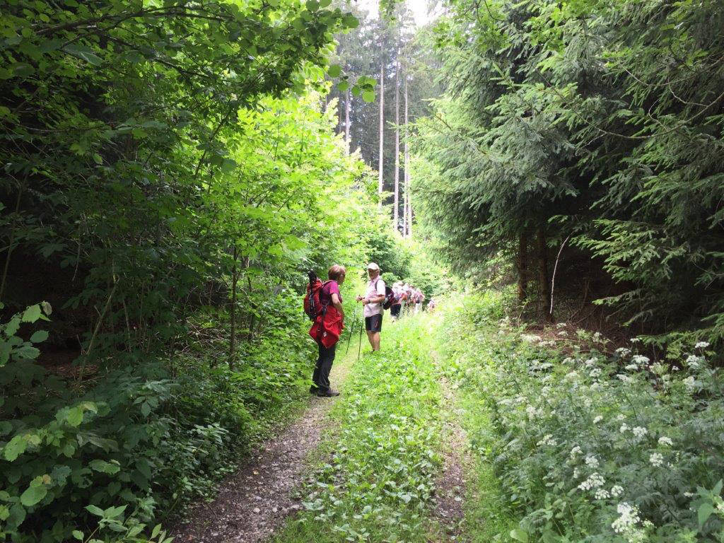 es geht nochmals durch den tiefen Wald