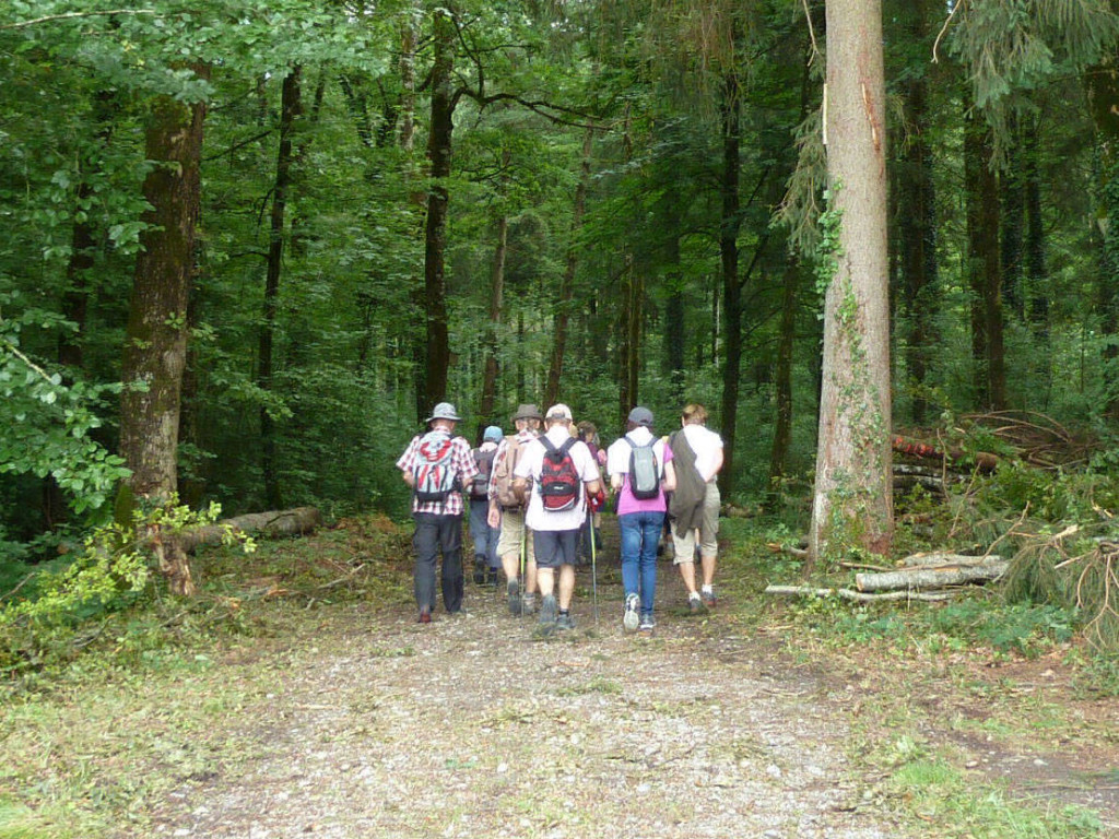 Durch den dunklen Wald