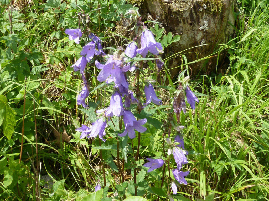 Glockenblumen