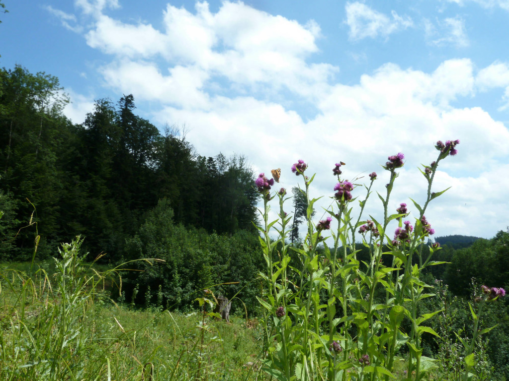 Schönwetterwolken am Himmel