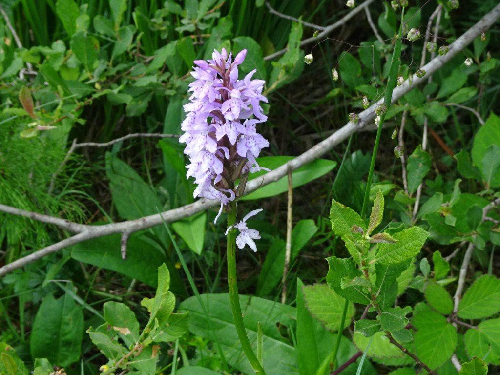 Orchideen