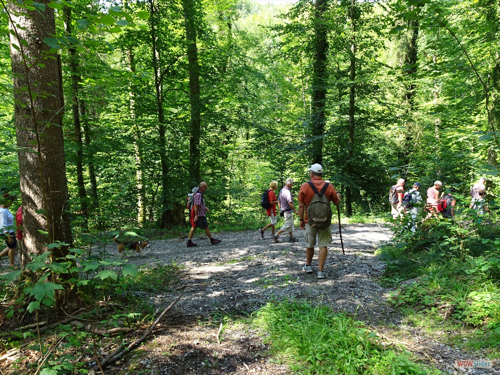 Tobelwald