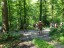 Tobelwald
