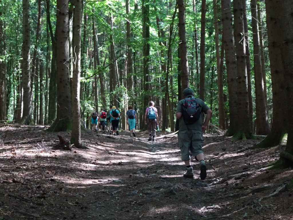 weiter durch den Wald
