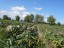 Artischocken-Feld