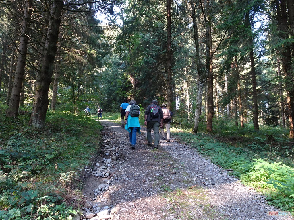 durch den Wald