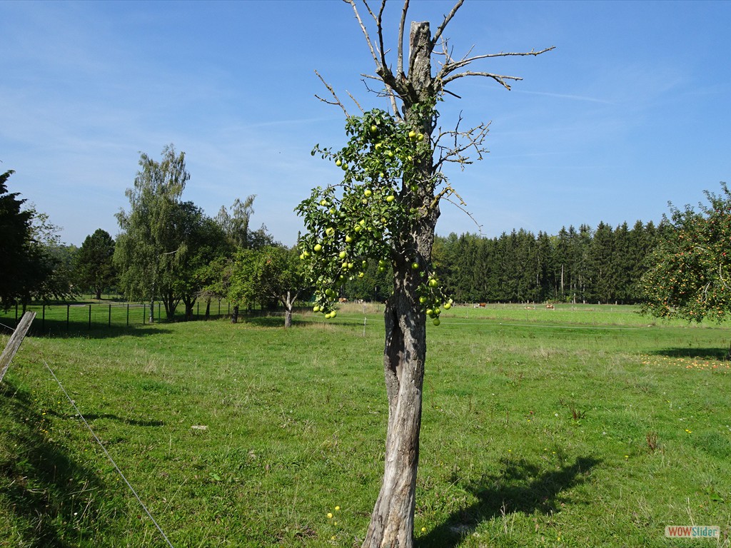 früchtetragende Birnenbaum-Ruiene