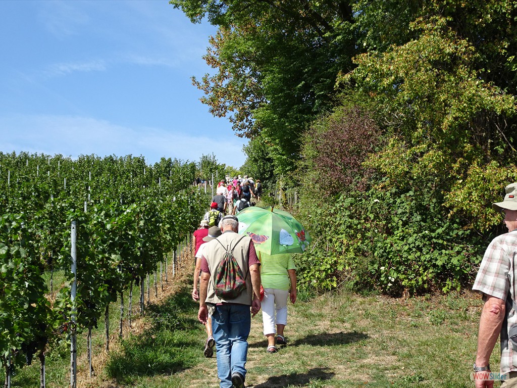 den Rebweg bergauf