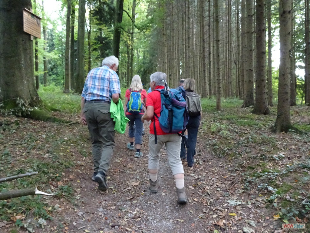 durch den Wald