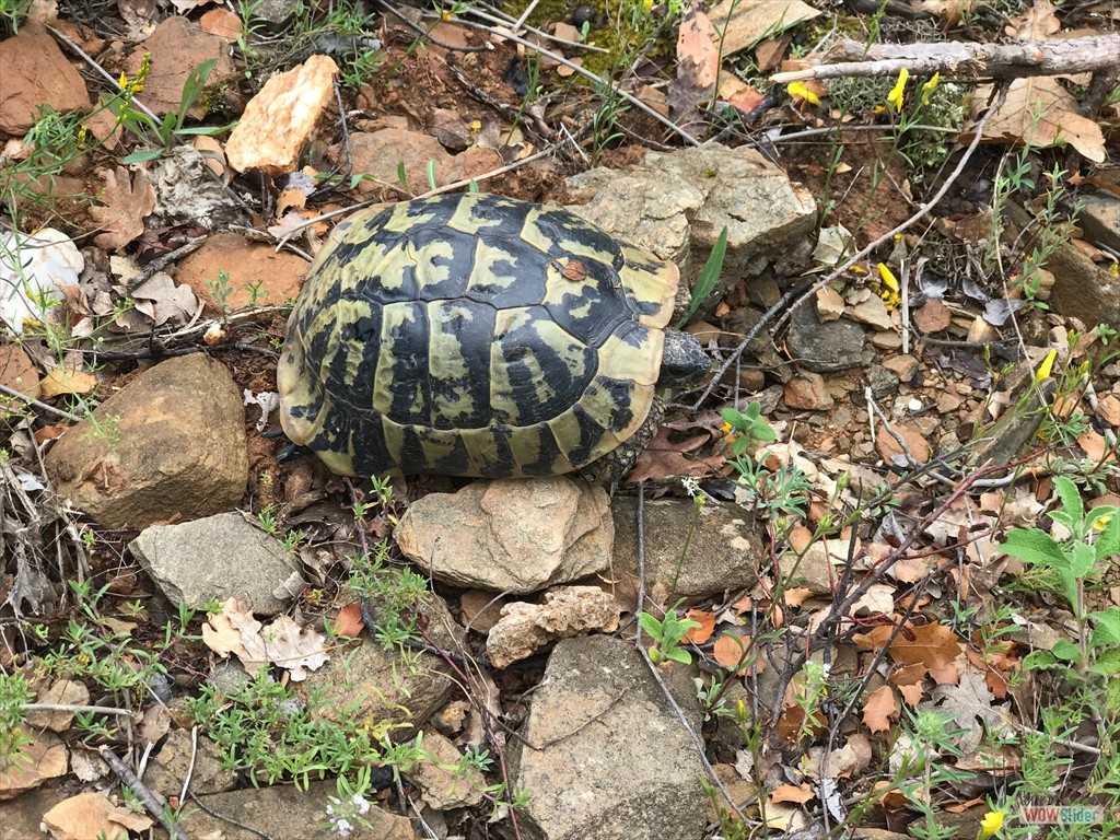 052 Schildkröte am Wegrand