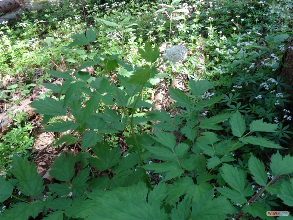 11. Und an einer Astilbe