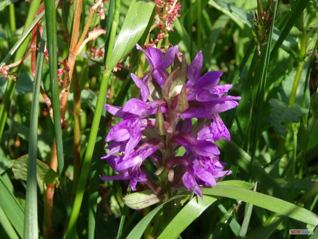 5. Knabenkraut auf der Wildwiese