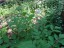 11. Und an einer Astilbe
