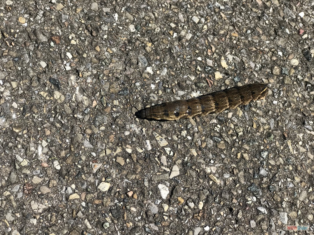 Mittlerer Weinschwärmer