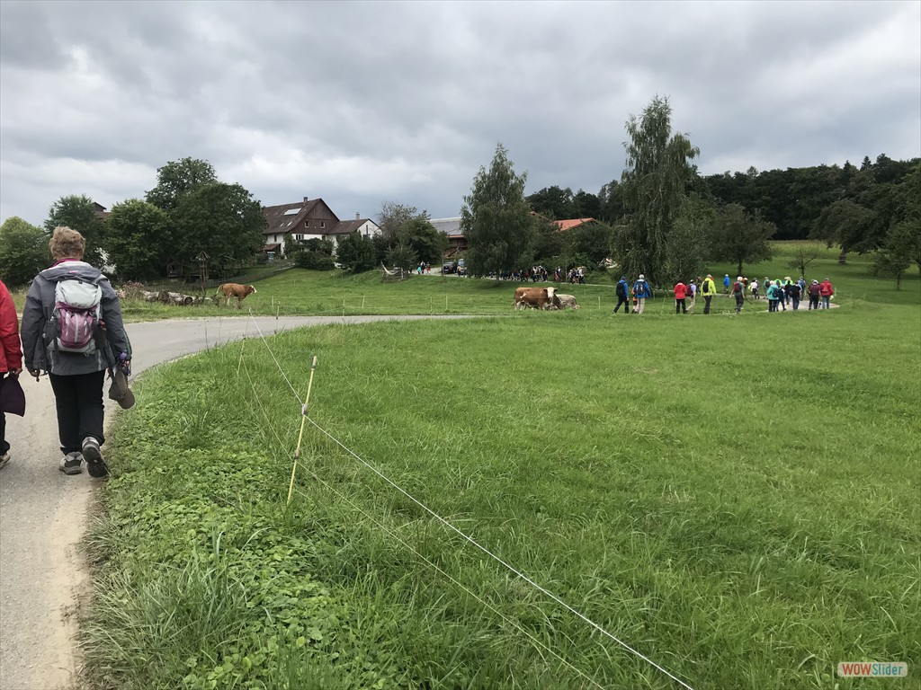 vorbei an Kuhweide