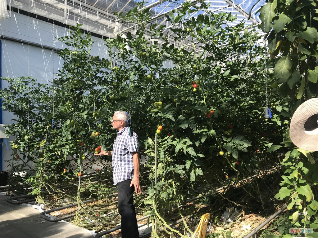 13 Tomaten