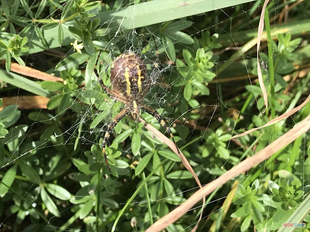 18 Spinne